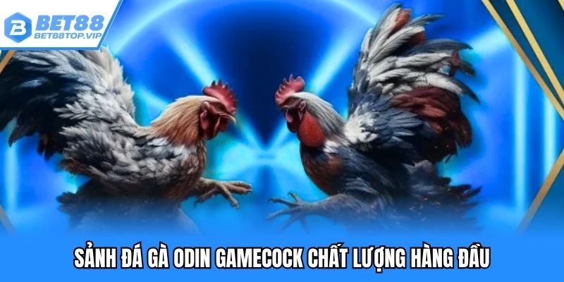 Sảnh đá gà Odin Gamecock chất lượng hàng đầu